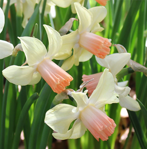 Żonkil karłowy Prototyp