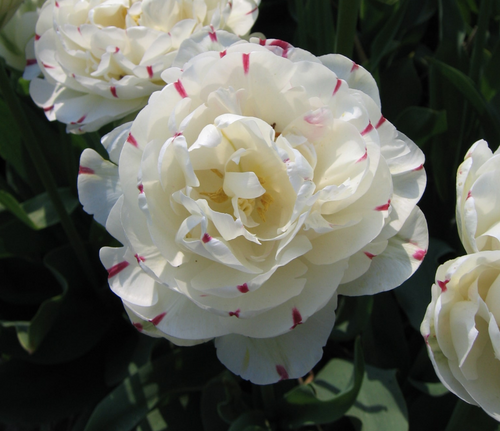 Kup cebulki tulipanów Danceline z Holandii