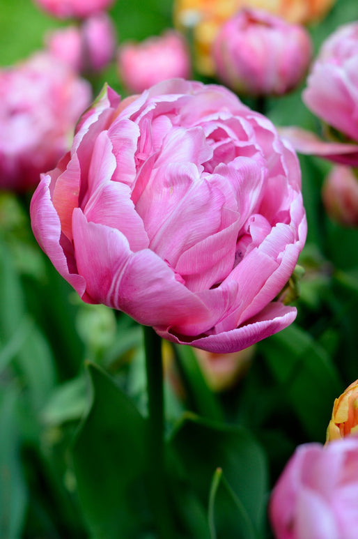 Tulipan Amazing Grace