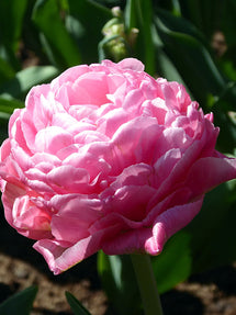 Tulipan Amazing Grace