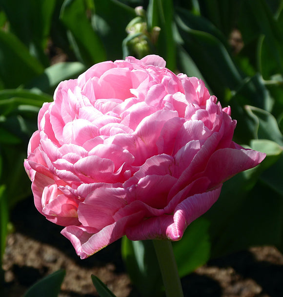 Tulipan Amazing Grace | Cebulki tulipanów z Holandii