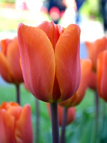 Tulipan King's Orange
