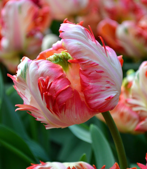 Tulipan Papuzi 'Apricot Parrot'