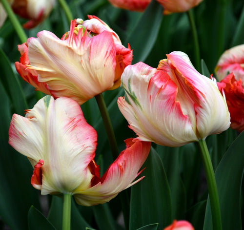 Tulipan Papuzi 'Apricot Parrot'