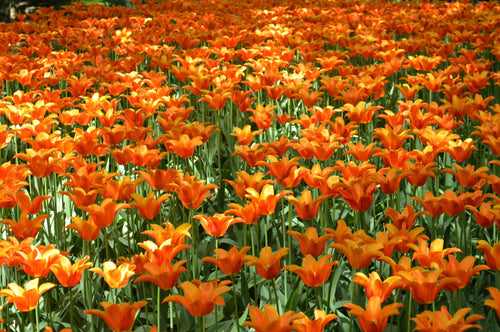 Cebulki kwiatowe tulipanów Ballerina