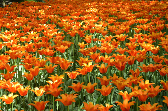 Cebulki kwiatowe tulipanów Ballerina