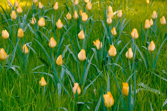 Tulipan Botaniczny Batalinii Bright Gem