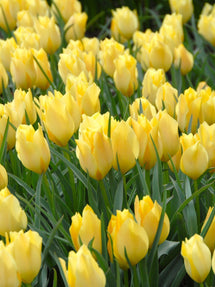 Tulipan Batalinii Bright Gem