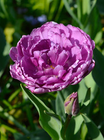 Tulipan Blue Diamond