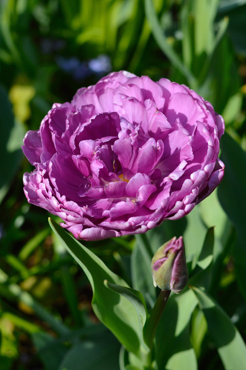 Tulipan Blue Diamond
