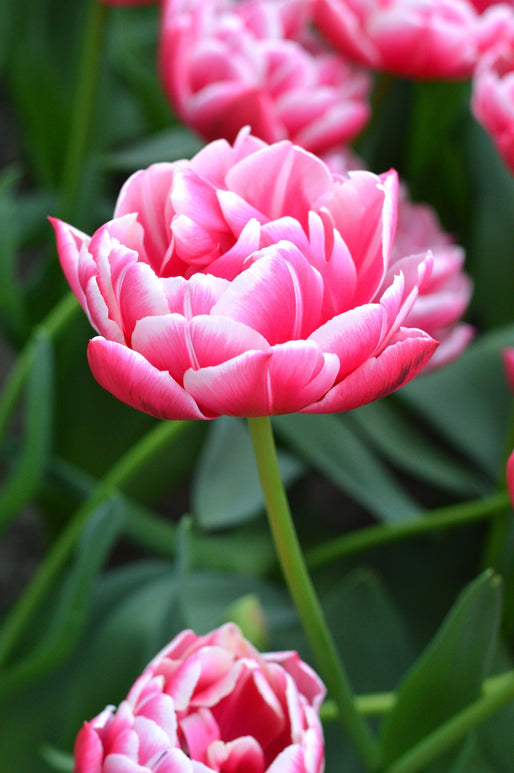 TULIPAN PEŁNY PÓŹNY COLUMBUS