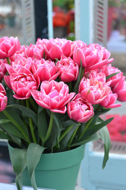 Cebulki - TULIPAN PEŁNY PÓŹNY COLUMBUS