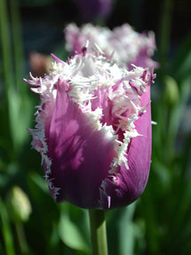 Tulipan Crunchy Cummins