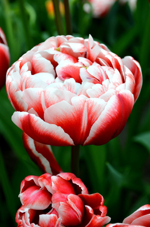 Cebulki Tulipanów Drumline wysyłka do Polski