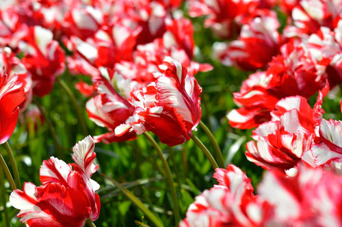 Cebulki Tulip Estella Rijnveld