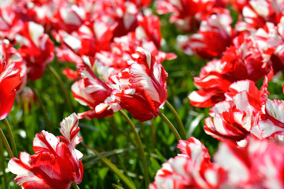 Cebulki Tulip Estella Rijnveld