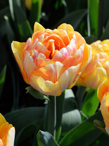 Tulipan Foxy Foxtrot