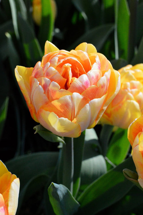 Tulipan Foxy Foxtrot Tulipan Pełny