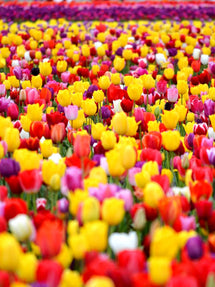 Mieszanka Tulipanów Houston Triumph