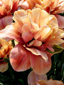 Tulipan La Belle Epoque