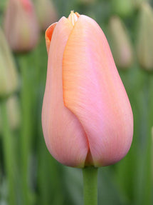 Tulipan Menton