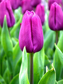 Tulipan Purple Prince