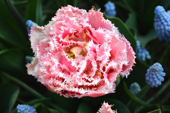 Cebulki tulipanów Queensland Polska wysyłka