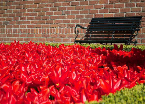 Dostawa do Polski Cebulki tulipanów Red Emperor