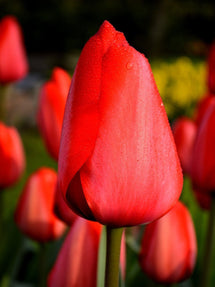 Tulipan Red Impression