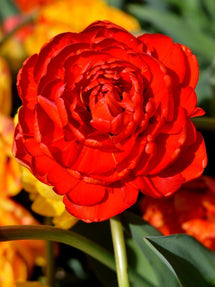 Tulipan Red Pomponette