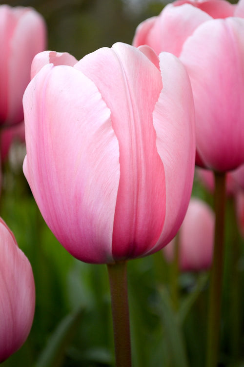 Tulipan Darwina Salmon Impression