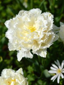 Tulipan Snow Crystal