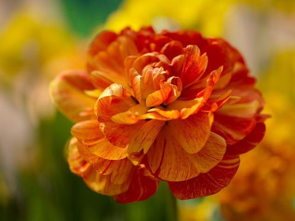 Cebulki tulipanów - Sunlover - dostawa Polska