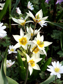 Tulipan Turkestanica