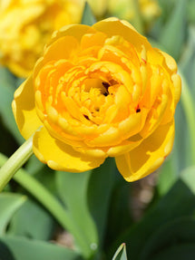 Tulipan Yellow Pomponette