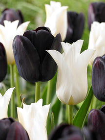 Kolekcja Tulipanów Zebra