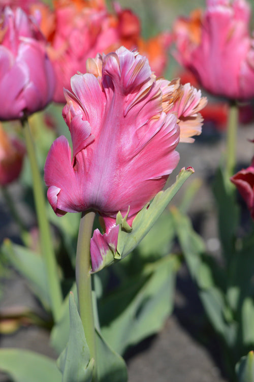 Tulipan (Tulipa) 'Amazing Parrot'
