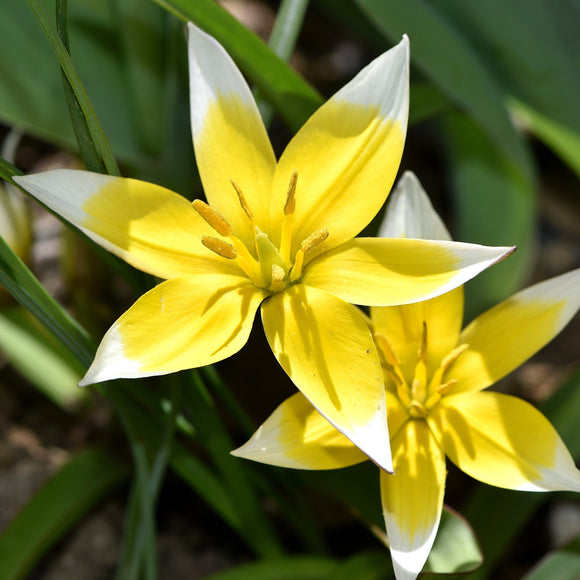 Tulipan Dasystemon Tarda