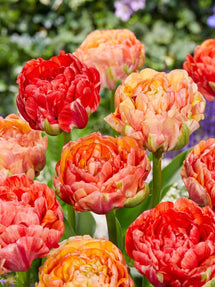 Tulipan Gudoshnik Double