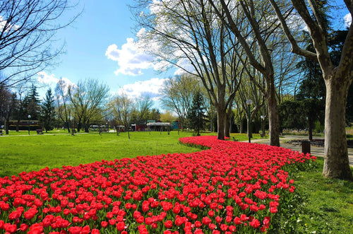 Cebulki tulipanów - Jumbo Cherry
