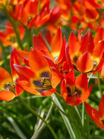 Tulipan Little Princess