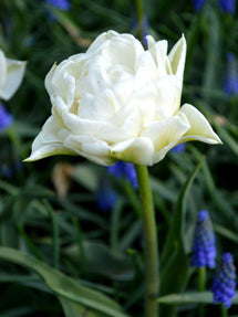Tulipan Mondial