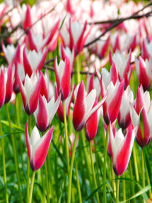 Tulipan Clusiana Peppermint Stick