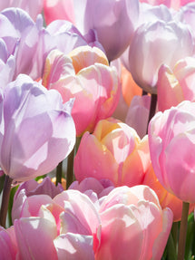 Tulipanów Perfect Pastel™