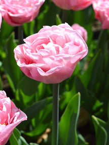 Tulipan Perfect Wedding®