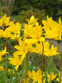 Tulipan Sylvestris