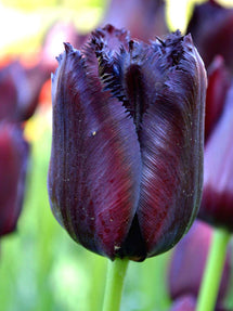 Tulipan Vincent van Gogh