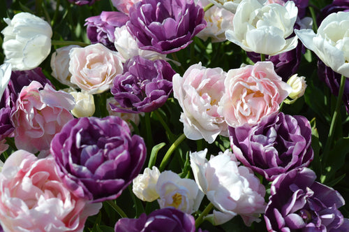 Tulip an Wedding Gift Collection