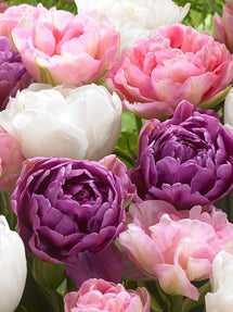 Kolekcja Tulipanów Wedding Gift