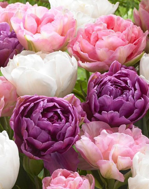 Kup Kolekcja Tulipanów Wedding Gift